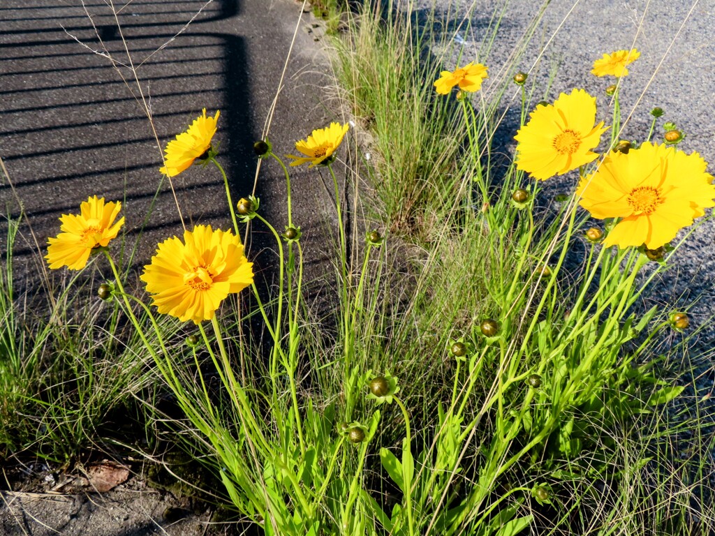 路傍の大金鶏菊