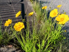 路傍の大金鶏菊