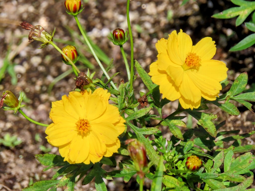 キバナコスモス