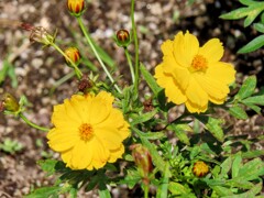 キバナコスモス