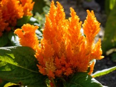 鶏頭の十四五本もありぬべし（正岡子規）