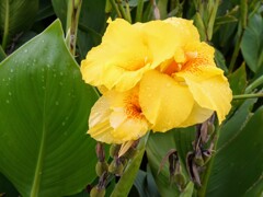 ゴールデンカンナ