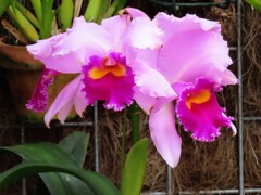 カトレヤ・ラビアータ