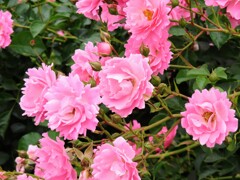 チャイナローズ