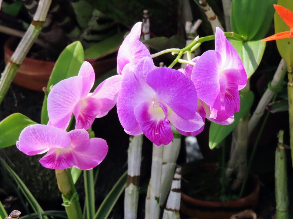 紫色の蘭