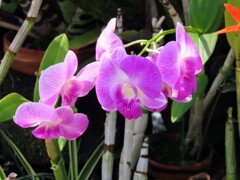 紫色の蘭