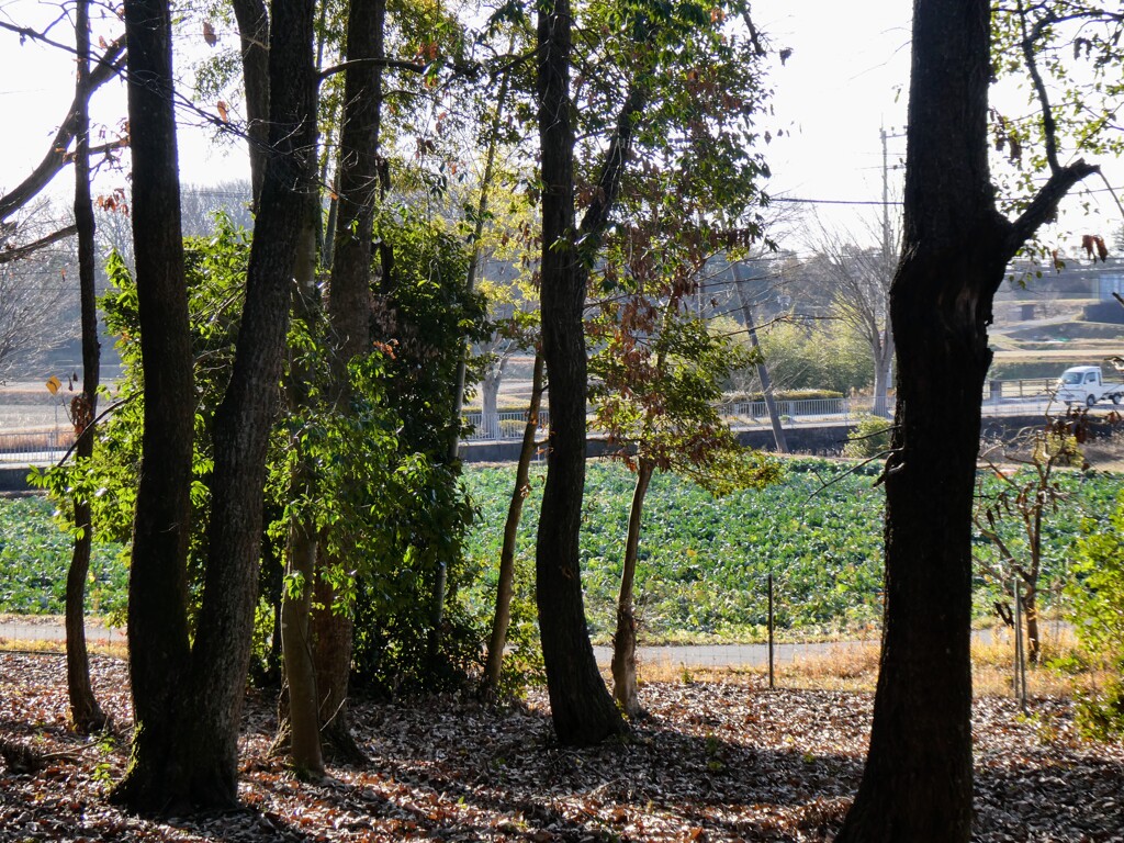 散歩道