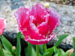 紅色のチューリップ