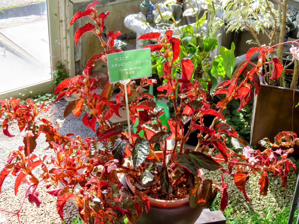 ベニバナベゴニア・ステッピング・ストーン