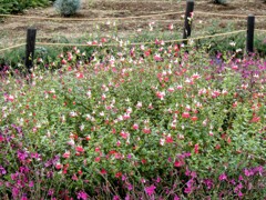 チェリーセイジ