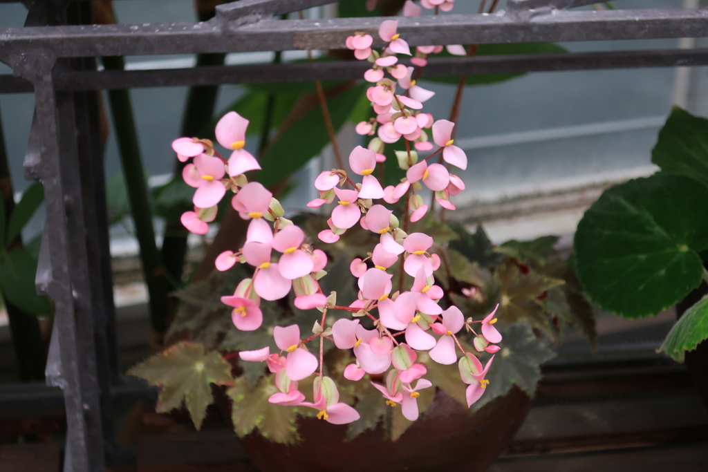 ベゴニア・ヘラクレイフォリア