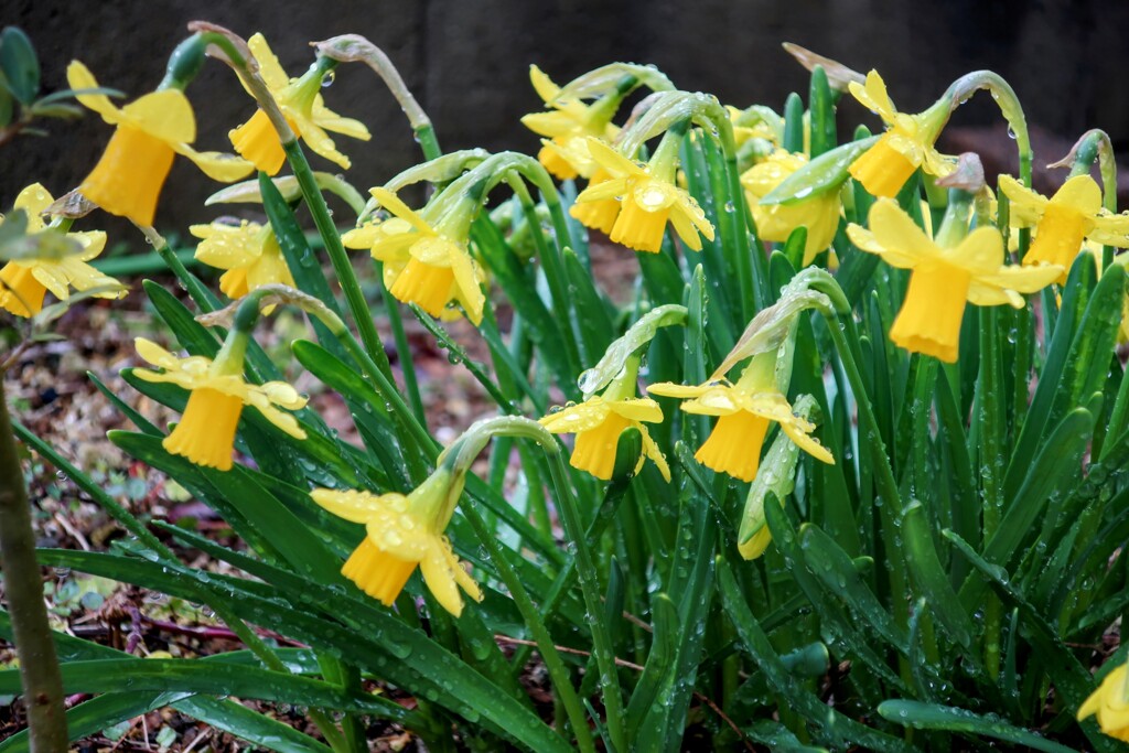 ラッパスイセン