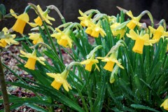 ラッパスイセン