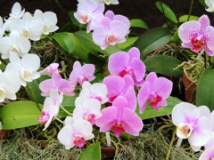 温室の蘭