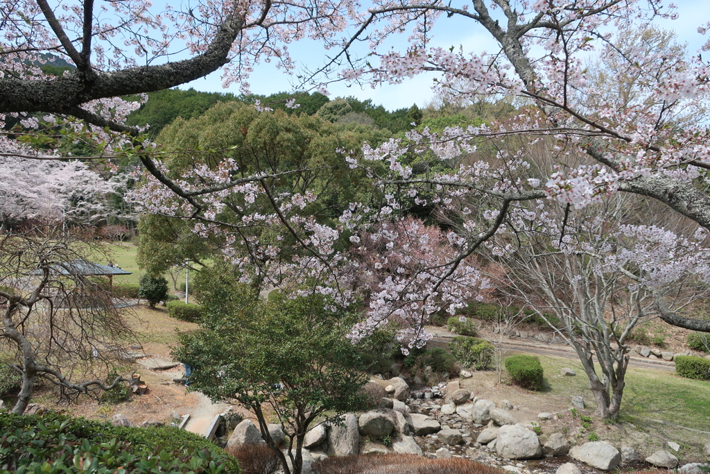 春の公園