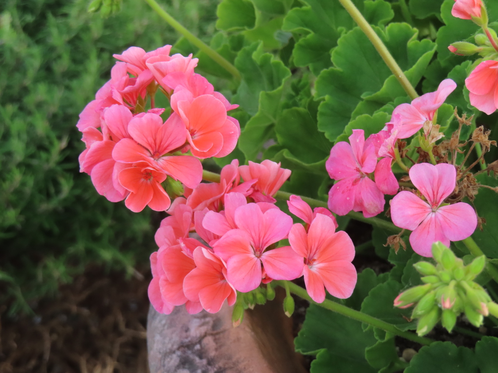 フィッシュゼラニウム