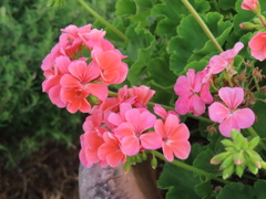 フィッシュゼラニウム