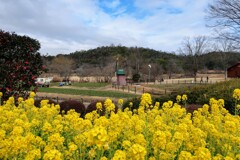 フラワーセンター