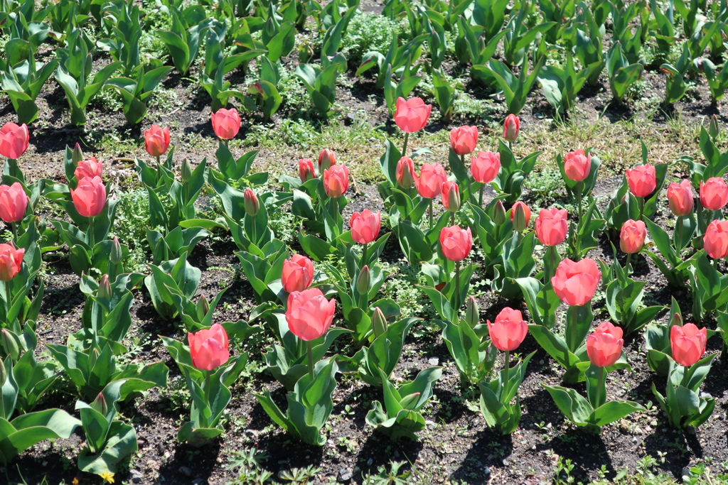 チューリップ