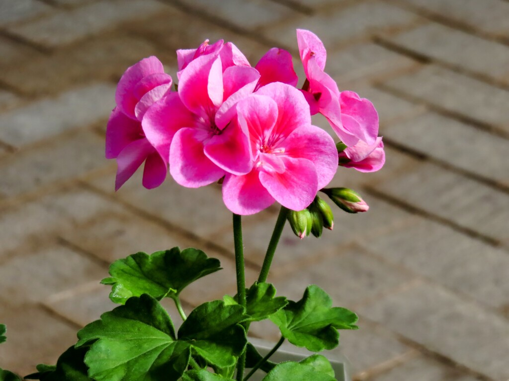 フィッシュゼラニウム