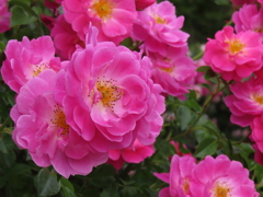 チャイナローズ