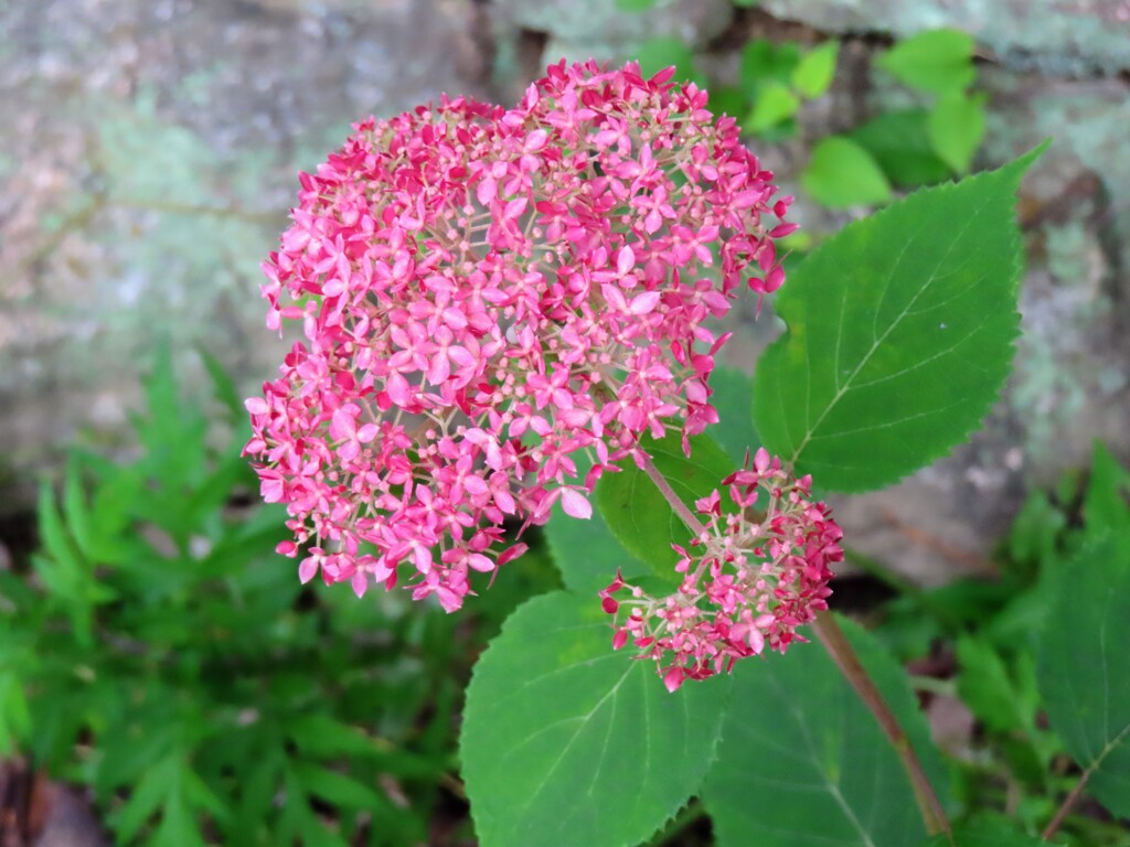 アメリカアジサイ