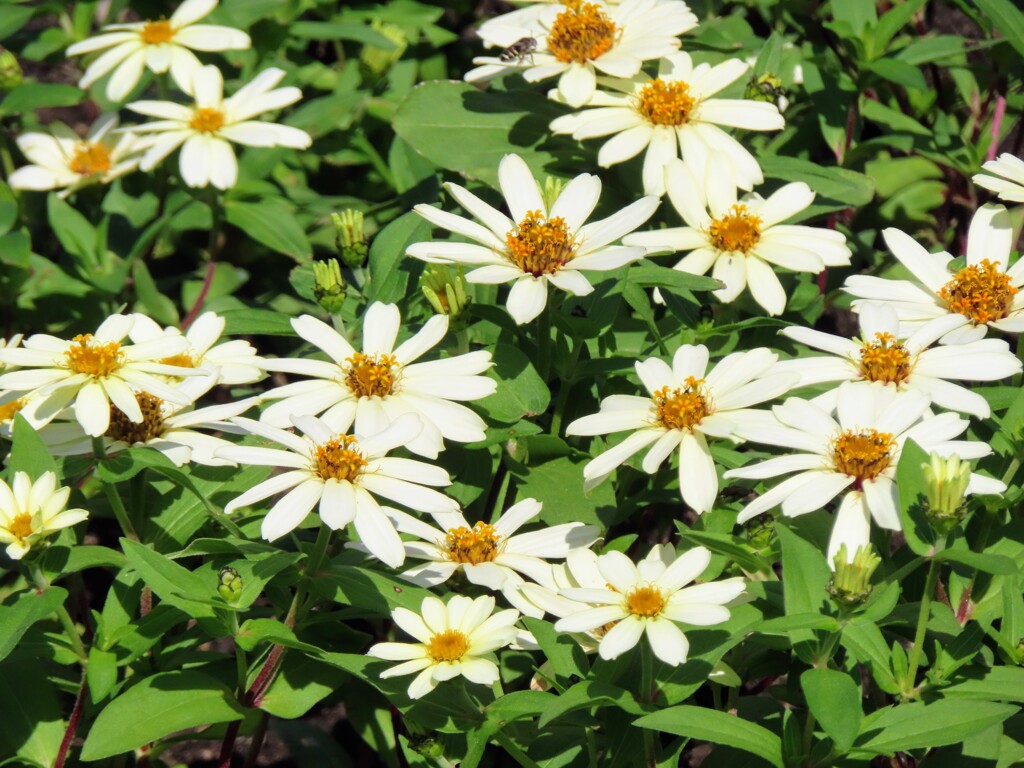 ホソバヒャクニチソウ