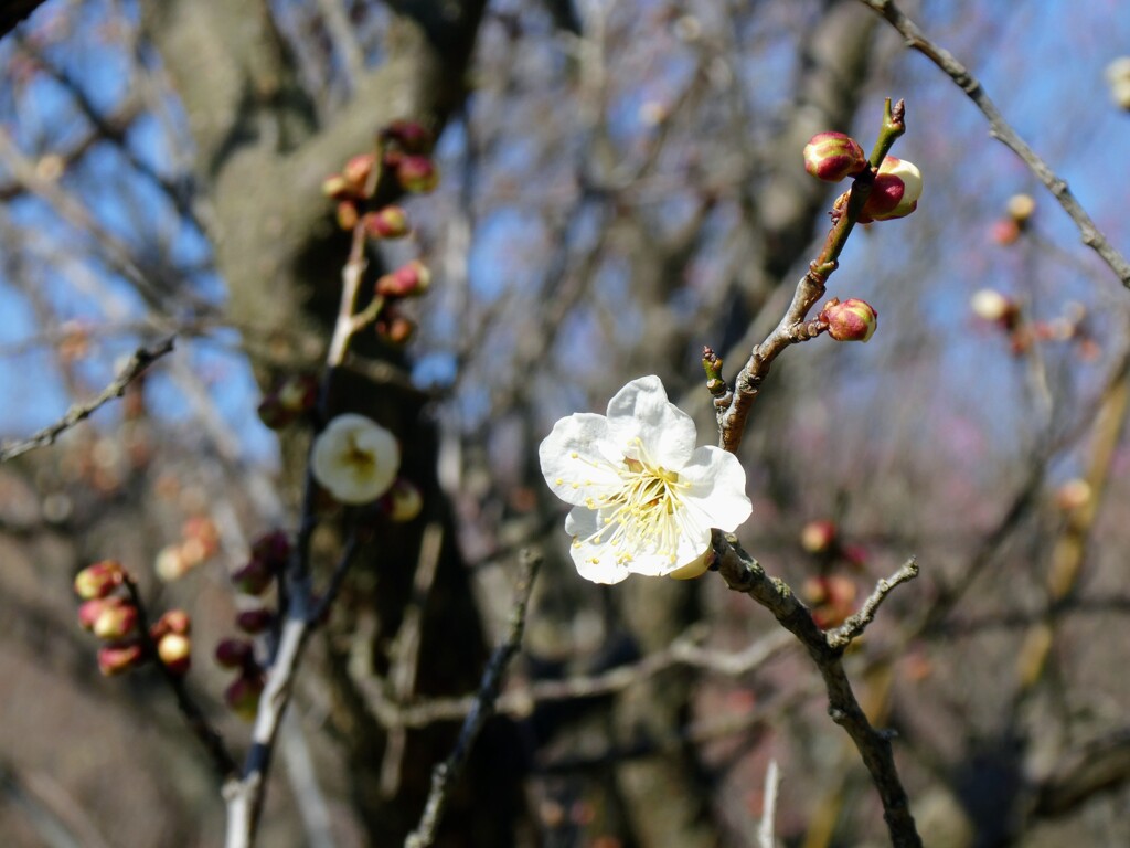 白い梅