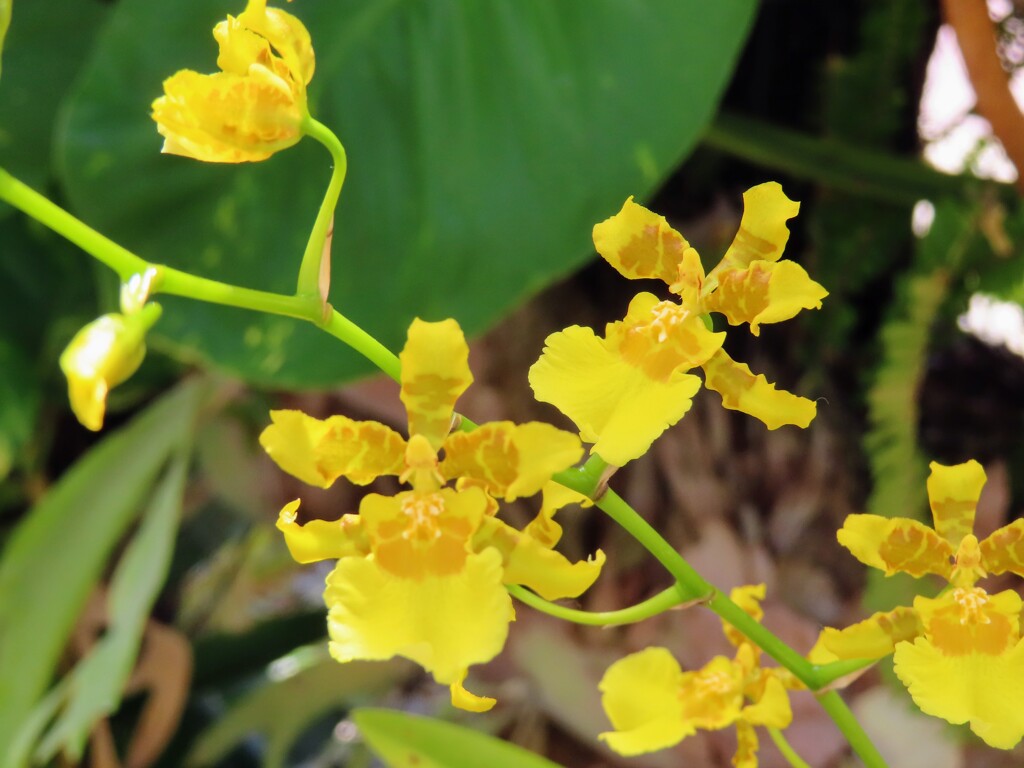 オンシディウム・スファセラタム