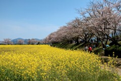 菜の花と桜