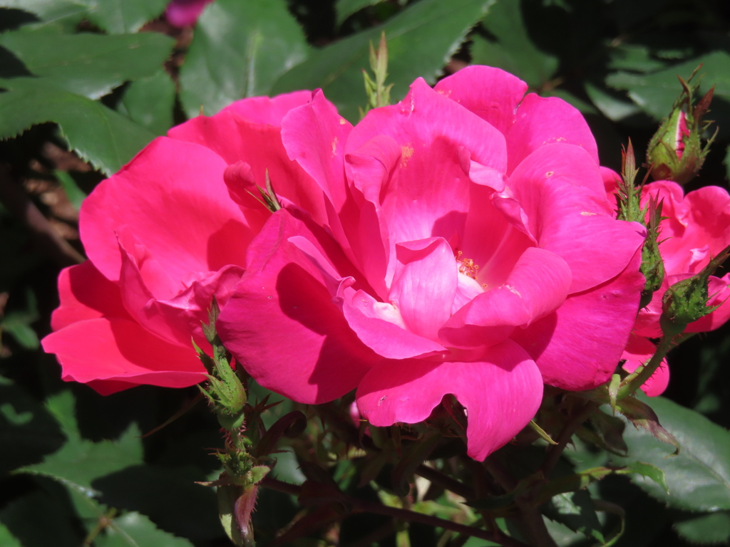 チャイナローズ