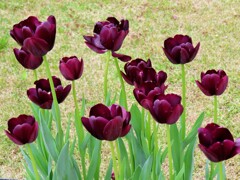 チューリップ