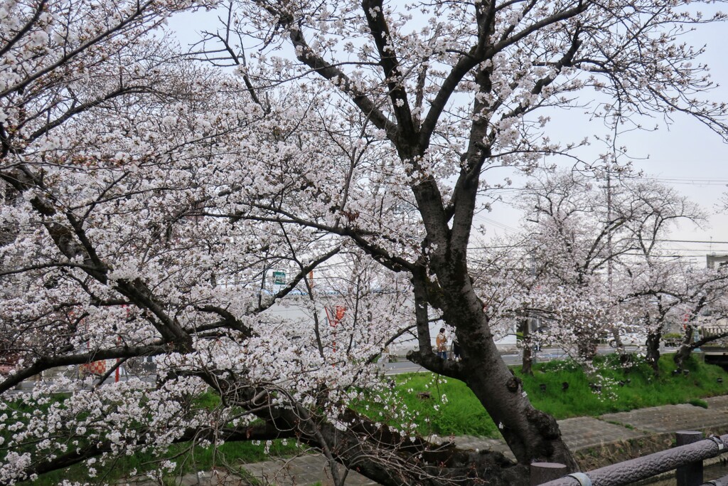 桜