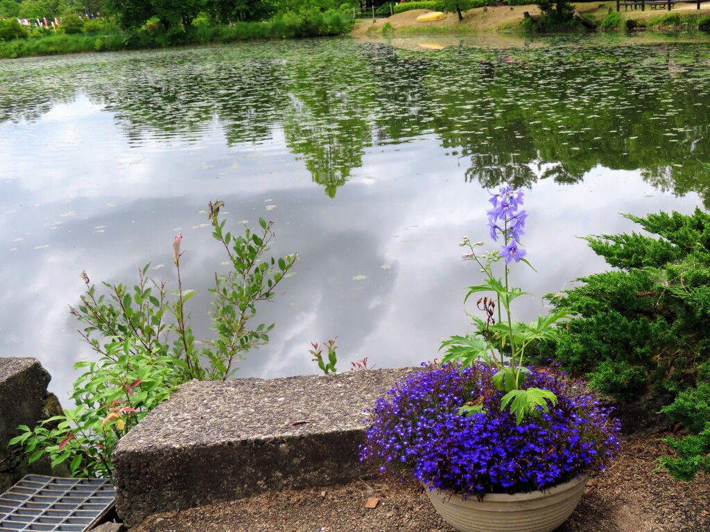 池とデルフィニウム・エラツム