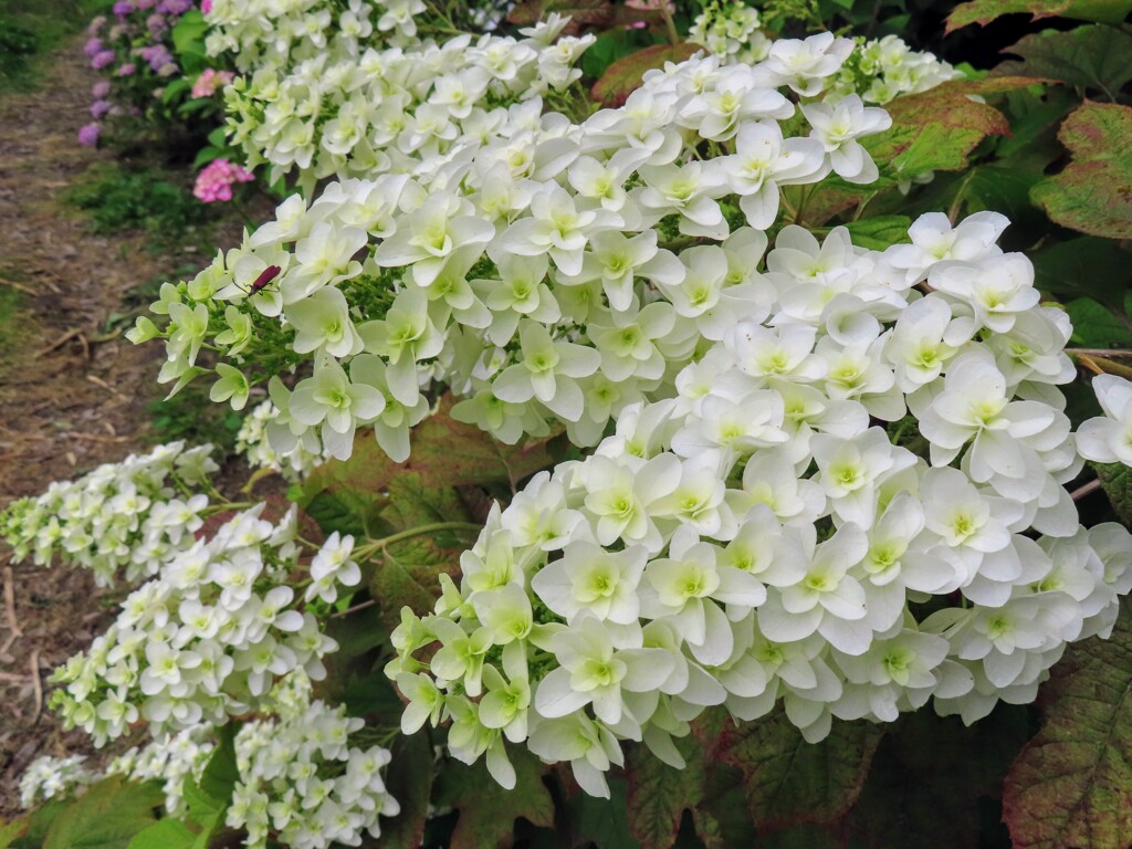 柏葉紫陽花