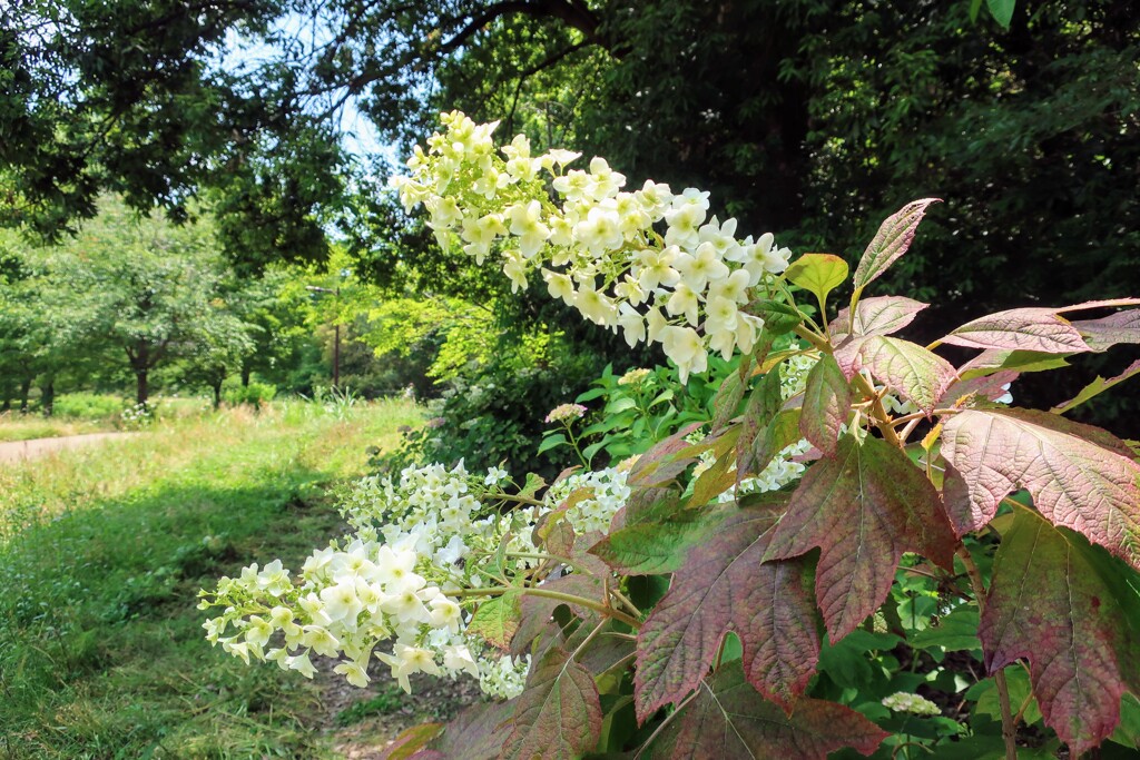 開花途上の柏葉紫陽花
