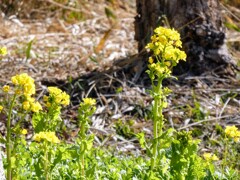 菜の花
