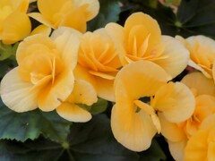 ベゴニア・レニフォルミス