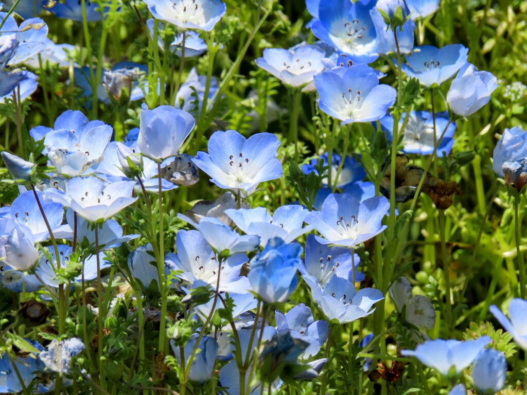 ネモフィラ・メンジーシー