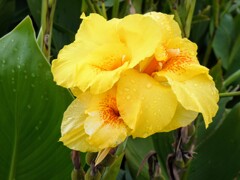 カンナ・フラッキダ