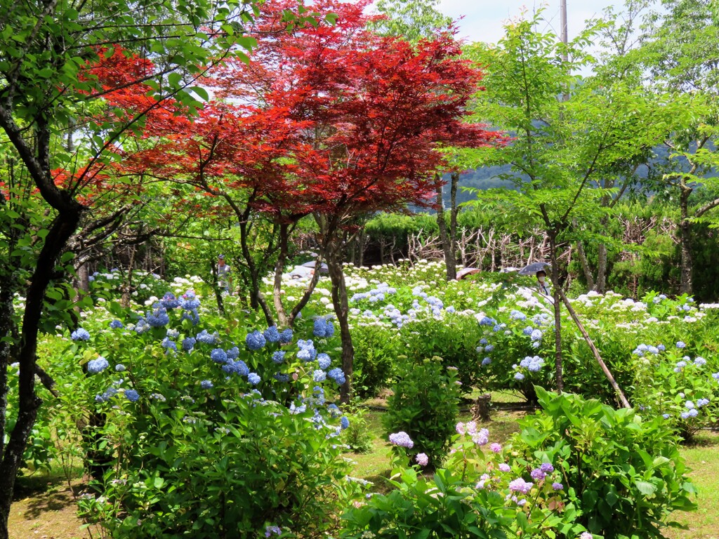 紫陽花の咲く庭