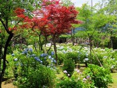 紫陽花の咲く庭