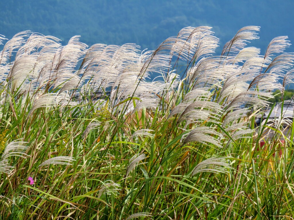 ススキ