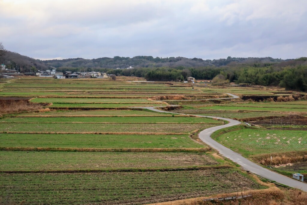 二月の田圃