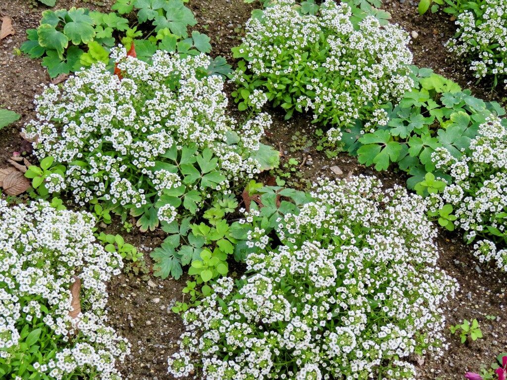 スイートアリッサム