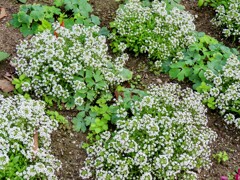 スイートアリッサム