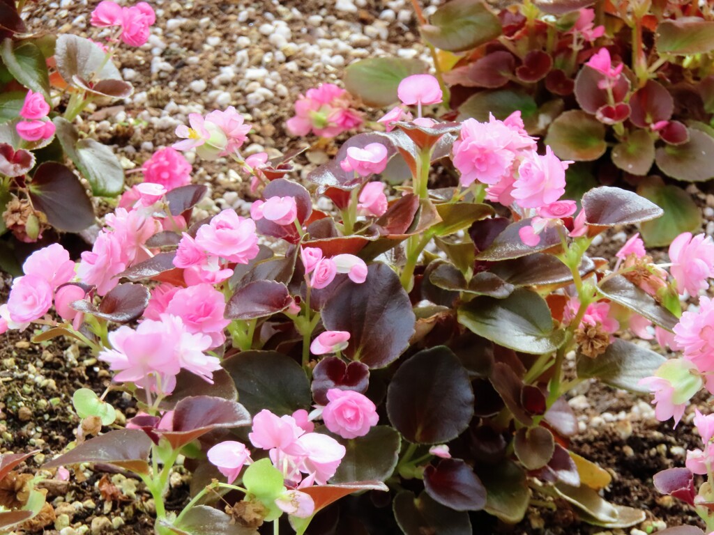 シロバナベゴニア