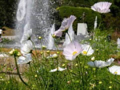 花と噴水