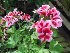 ペラルゴニウム