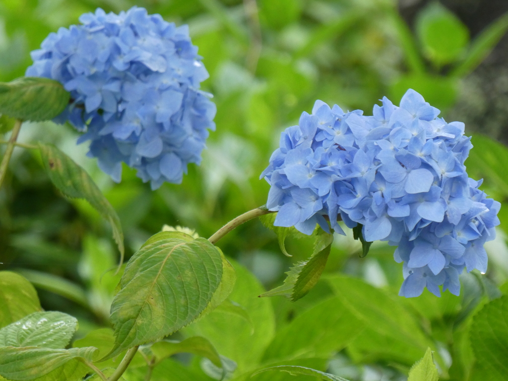 青いあじさい